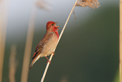 BUITEN BEELD Foto: 251842