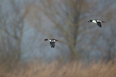 BUITEN BEELD Foto: 251854