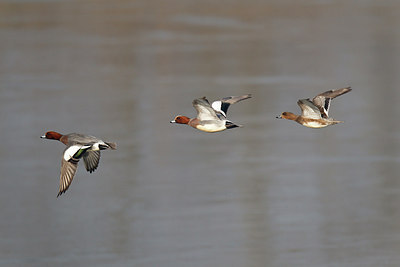 BUITEN BEELD Foto: 251855