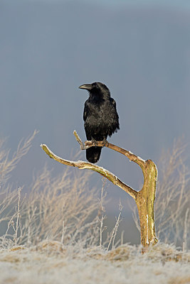 BUITEN BEELD Foto: 251873