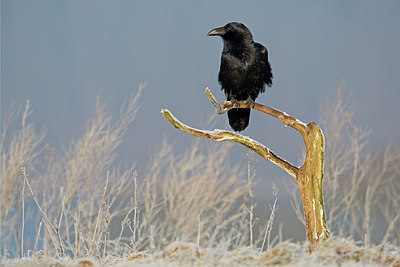 BUITEN BEELD Foto: 251874