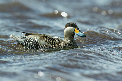 BUITEN BEELD Foto: 251876