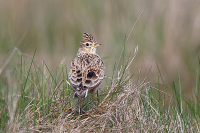 BUITEN BEELD Foto: 251877