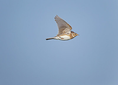 BUITEN BEELD Foto: 251878