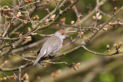 BUITEN BEELD Foto: 251880