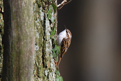 BUITEN BEELD Foto: 251898