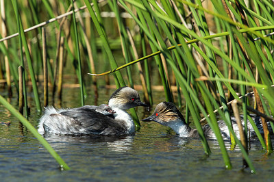 BUITEN BEELD Foto: 251916