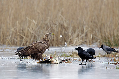 BUITEN BEELD Foto: 252035