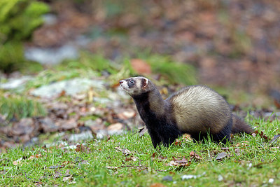 BUITEN BEELD Foto: 252049