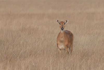 BUITEN BEELD Foto: 252077