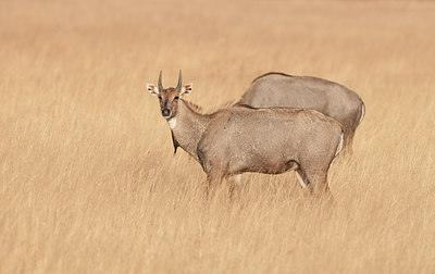 BUITEN BEELD Foto: 252078