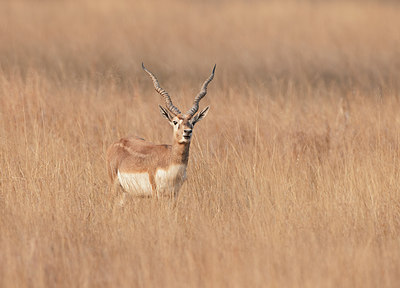 BUITEN BEELD Foto: 252082