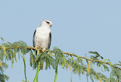 BUITEN BEELD Foto: 252092