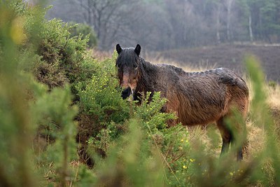 BUITEN BEELD Foto: 252126