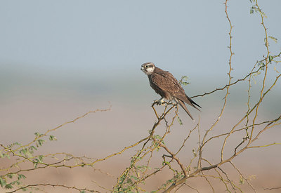 BUITEN BEELD Foto: 252137