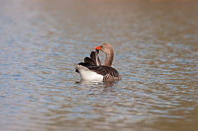 BUITEN BEELD Foto: 252176