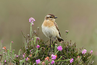 BUITEN BEELD Foto: 252281