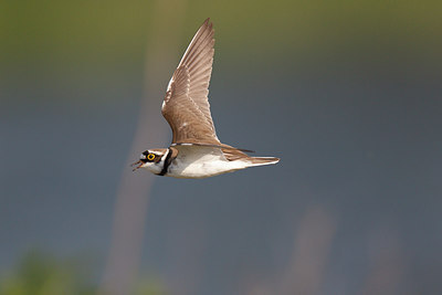BUITEN BEELD Foto: 252327