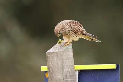 BUITEN BEELD Foto: 252335