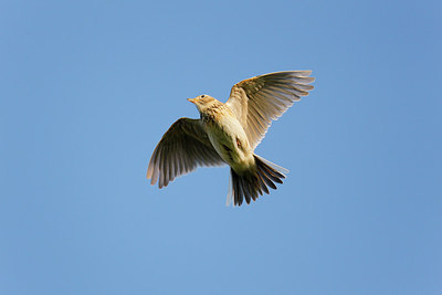 BUITEN BEELD Foto: 252341