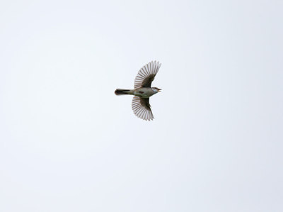 BUITEN BEELD Foto: 252346