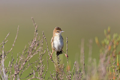 BUITEN BEELD Foto: 252357