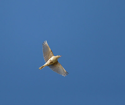 BUITEN BEELD Foto: 252359