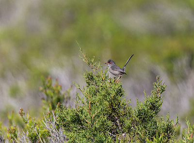 BUITEN BEELD Foto: 252360