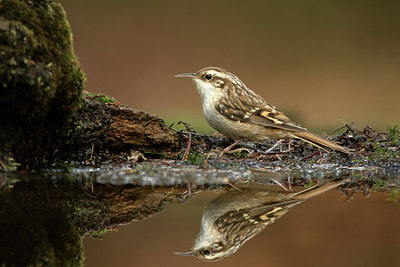 BUITEN BEELD Foto: 252375