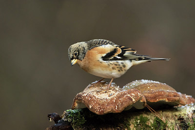 BUITEN BEELD Foto: 252376