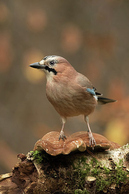 BUITEN BEELD Foto: 252382