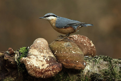 BUITEN BEELD Foto: 252400
