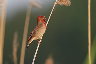 BUITEN BEELD Foto: 252407
