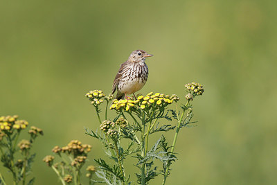 BUITEN BEELD Foto: 252411