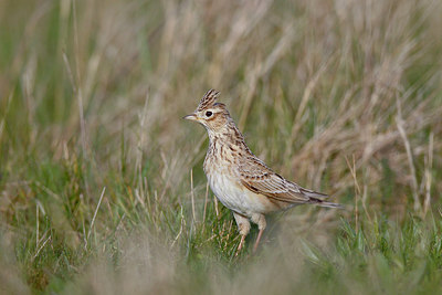 BUITEN BEELD Foto: 252420