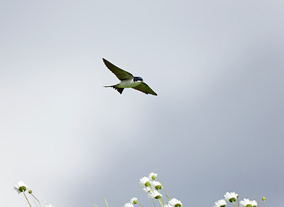BUITEN BEELD Foto: 252424
