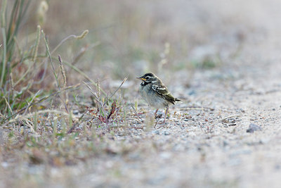 BUITEN BEELD Foto: 252428