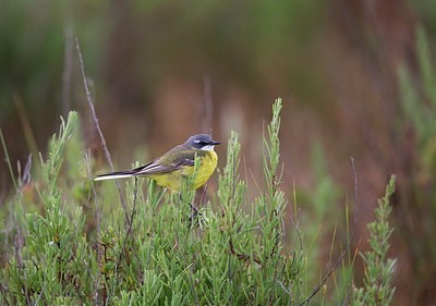 BUITEN BEELD Foto: 252429