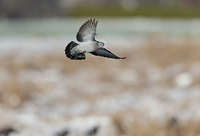 BUITEN BEELD Foto: 252441