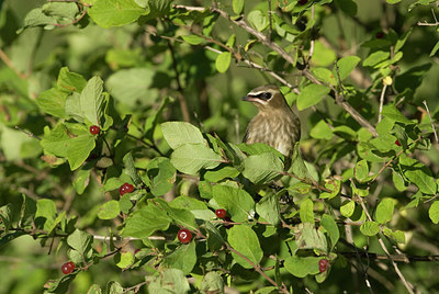 BUITEN BEELD Foto: 252446