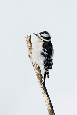 BUITEN BEELD Foto: 252448