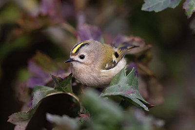 BUITEN BEELD Foto: 252478