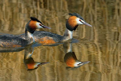 BUITEN BEELD Foto: 252508
