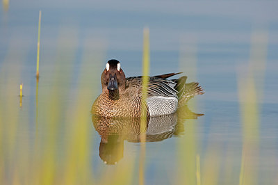 BUITEN BEELD Foto: 252518