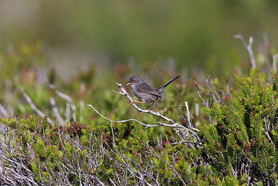 BUITEN BEELD Foto: 252543