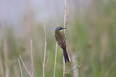 BUITEN BEELD Foto: 252546