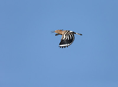 BUITEN BEELD Foto: 252549