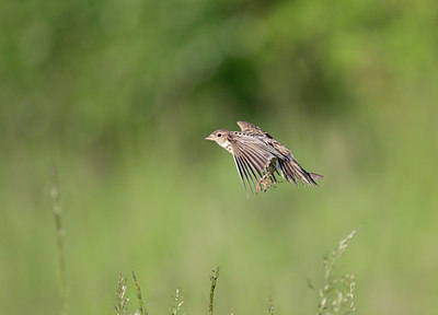 BUITEN BEELD Foto: 252554