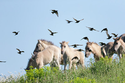 BUITEN BEELD Foto: 252555