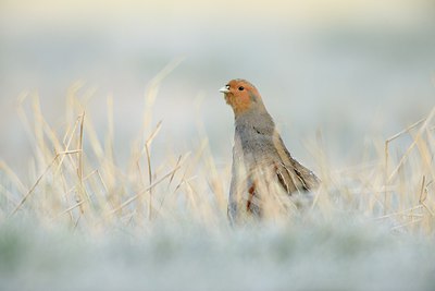 BUITEN BEELD Foto: 252596